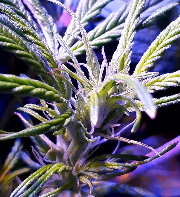 Первые завязи Northern Lights: успех или риск? Начало цветения: Northern Lights в действии