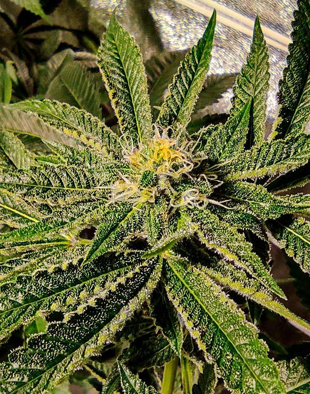 Неделя 11: замена ламп Борьба с трипсами