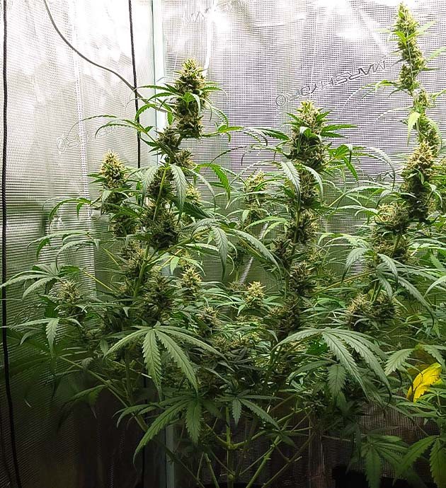 Гроурепорт сорта конопли Mimosa Cake Auto Гроурепорт Mimosa Cake Auto