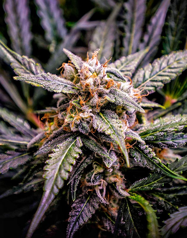 Предхарвест кустов Auto Cinderella Jack Сбор урожай с куста Auto Cinderella Jack