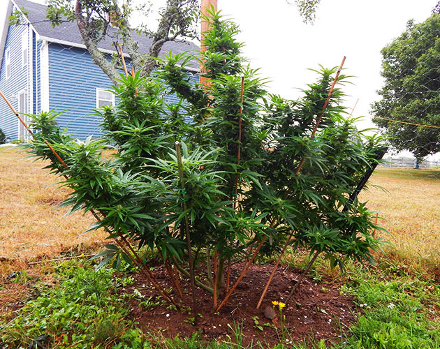 Смена погодных условий Растение конопли в пасмурную погоду