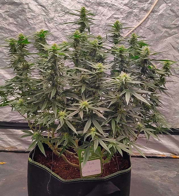 Формирование соцветий Куст Gorilla Cookies FF на стадии цветения