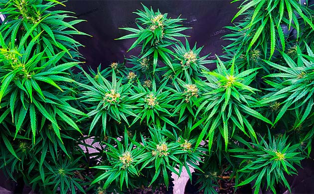 Развитие соцветий и высокая концентрация питательных веществ Куст Godzilla Original Glue GG#4 на 18-19 неделе выращивания