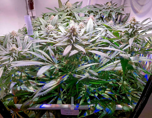 Пик цветения каннабиса на 12 неделе Royal Runtz на пике цветения с крупными плотными и смолистыми бутонами