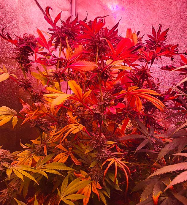 Трихомы марихуаны Активный рост конопли на 12 - 13 неделе выращивания