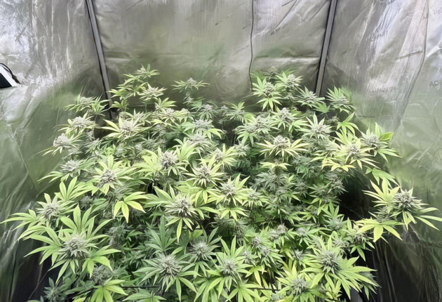 Завершающие этапы цветения конопли Каннабис в цветении