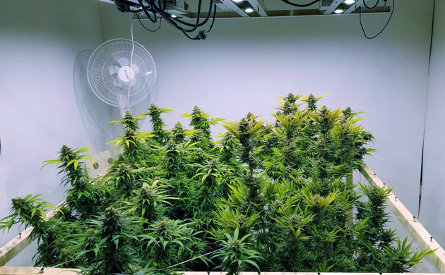 Шишки на 18 неделе роста конопли Развитие шишек на 18 неделе выращивания