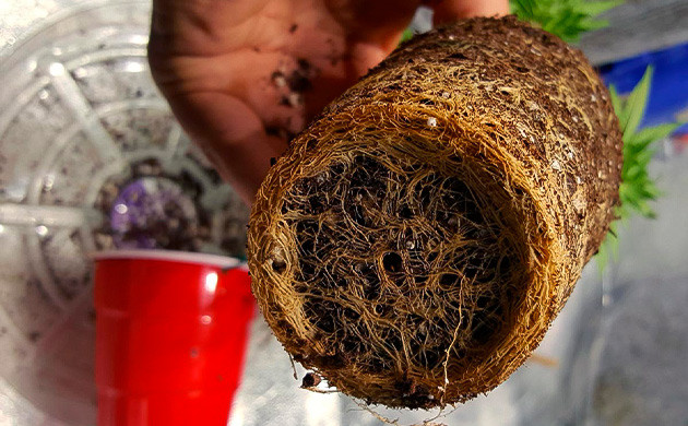 Корневая система развивающаяся в стакане Спутанный ком корней