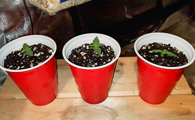 Росток Auto Lemon Kix Пересадка ростков Auto Lemon Kix в горшки