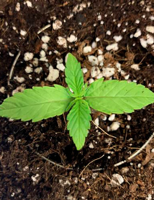 Первая неделя выращивания Вторая пара листьев