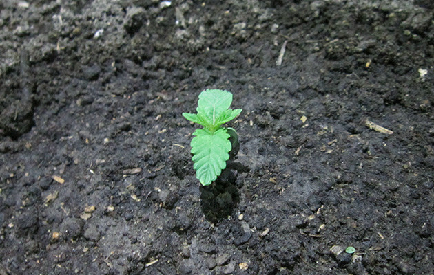 Первая неделя роста Dozy Cookies Dozy Cookies: первая неделя в горшке