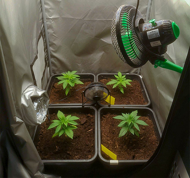 выращивание сорта конопли Bruce Banner #3 Fast Стимуляция роста куста Bruce Banner #3 Fast