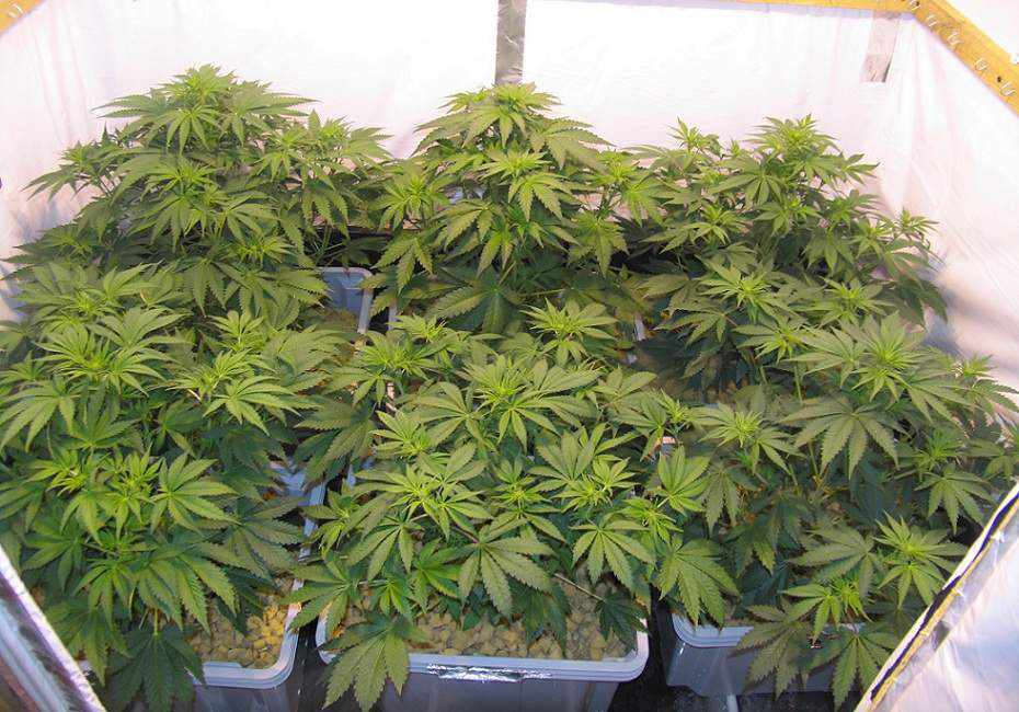 Период цветения на 6 неделе выращивания Начало цветения Jack Herer