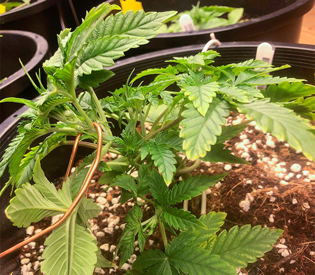 Подготовка куста Gelato Auto к цветению Тренировка растения Gelato Auto