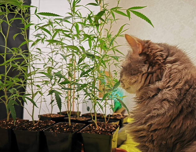 Дефолиация клонов на 5 неделе Кот и кусты конопли после обрезки