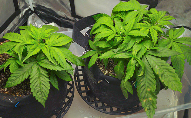 Восстановление растений после проблем с питанием Наращивание новой здоровой зеленой массы