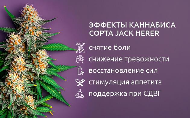 Jack Herer – универсальный помощник в комплексной поддержке организма Терапевтический потенциал сорта конопли Jack Herer