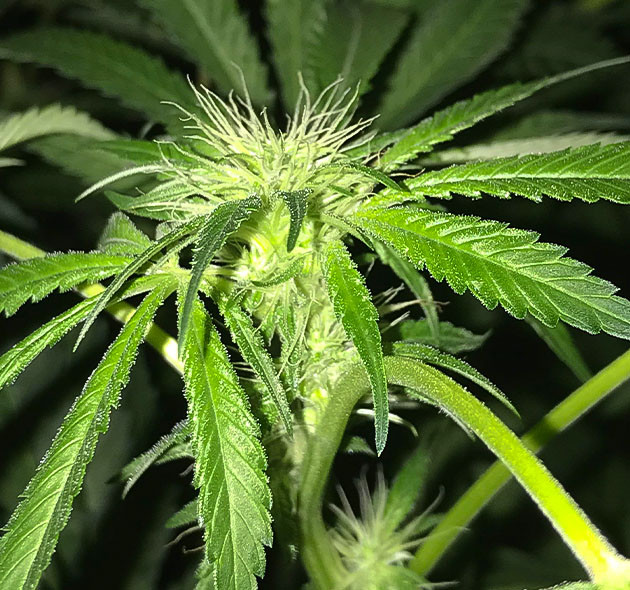 Замес раствора для цветения Перевод Bruce Banner на цветение