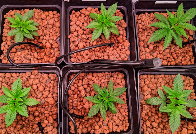 Желтеющие листья и небольшие пятна на растениях Кусты Bruce Banner #3 на 4 неделе выращивания