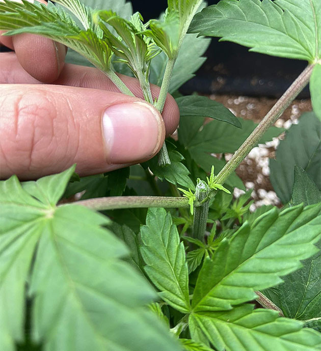 Странная структура, но здоровый рост Vanilla Frosting Увеличение подкормки Vanilla Frosting