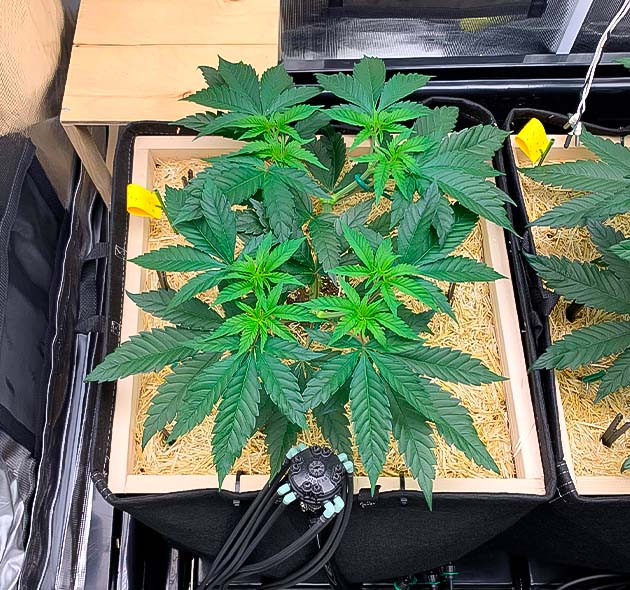 Cбалансированное питание и полив Куст Gorilla Glue #4 на 6-7 неделе выращивания