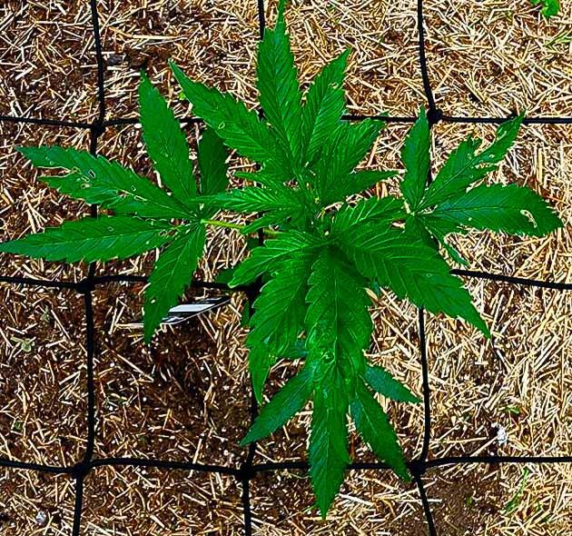 Марихуана на 5 неделе роста Каннабис под сеткой ScrOG