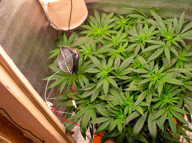 Установка сетки ScrOG и изменение режима освещения на 12/12 Сетка ScrOG