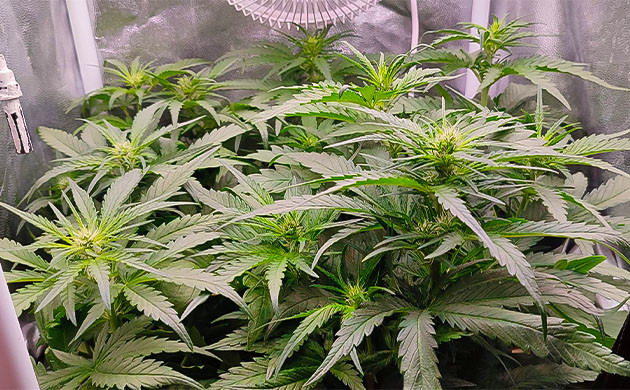 Gorilla Zkittlez: восстановление и активное развитие