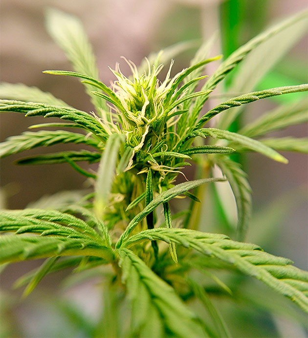 Обновление состава удобрений Куст Florida Sunrise Auto на 9 неделе цветения