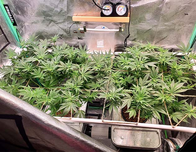 Небольшая дефолиация и подгиб макушек конопли Apple Betty ростом 55 см