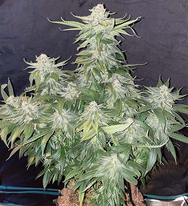 Цветение куста Gorilla Glue #4 Куст Gorilla Glue #4 на цветении