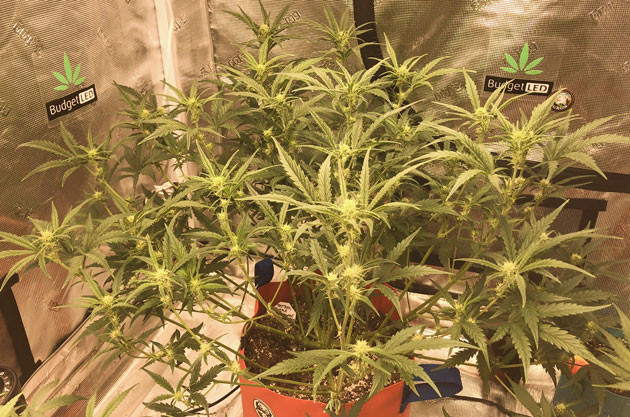 Подкормка и Big Bud для роста Purple Juice Auto Уход за Purple Juice Auto: обрезка