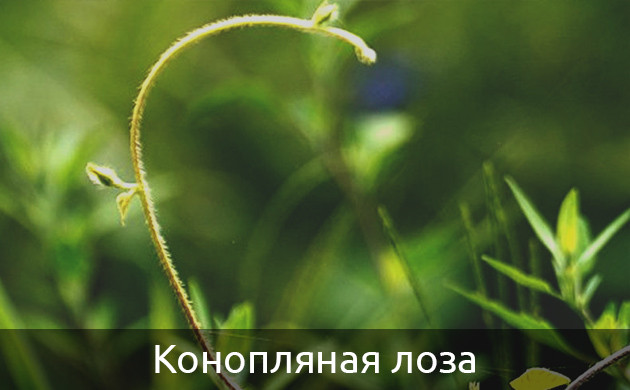 Росток конопляной лозы Вьющаяся конопля