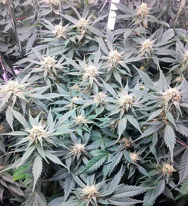 Дефолиация конопли на 9 неделе выращивания Куст Gelato Auto ростом 48 см