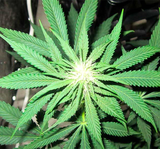 Куст 10th Planet R1 на стадии цветения