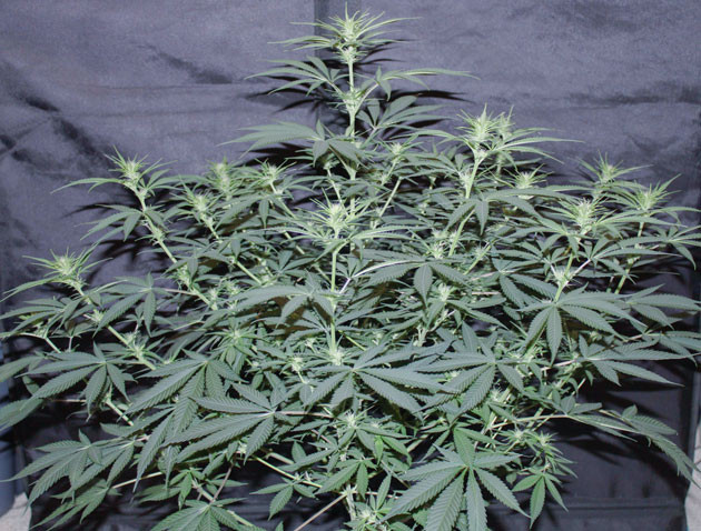 Куст Shiskaberry на цветении Цветение куста Shiskaberry