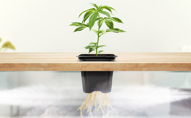 Аэропонный метод выращивания конопли Подача водяного тумана к корням