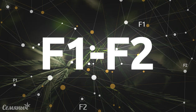 Сорта конопли F1 и F2 Что означает F1 и F2 в генетике сорта конопли