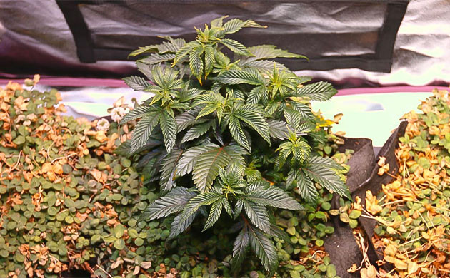 Преимущества метода No-till Защита почвы с помощью No-till