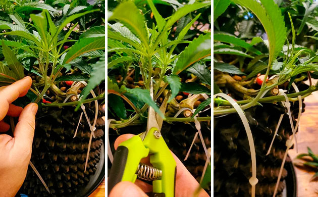 Обрезка куста при микрогровинге конопли Обрезка куста при микрогровинге куста каннабиса