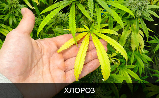 Хлороз и некроз листьев конопли Некроз и хлороз листьев конопли