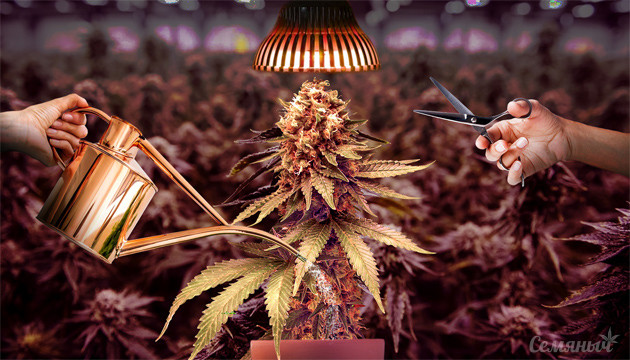 Готовим куст марихуаны к харвесту Харвест конопли