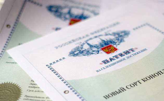 Патентование селекции и биоразнообразие каннабиса Независимые селекционеры и патентирование сортов конопли