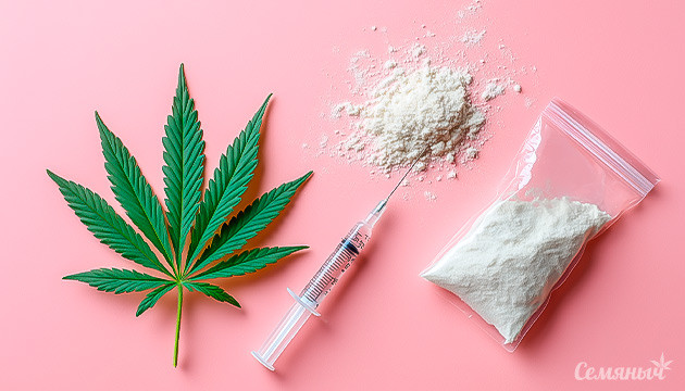 Соцветие марихуаны и каннабиноиды Соцветие конопли с каннабиноидами и терпенами