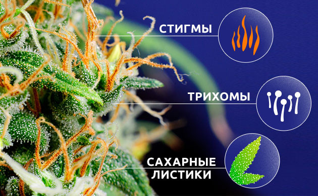 Стигмы, трихомы и сахарные листья соцветия марихуаны