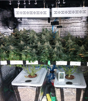 17 неделя выращивания клонов Fruit Punch Созревшие кусты Fruit Punch