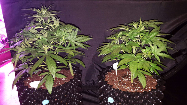 3 неделя выращивания Auto White Widow Два куста марихуаны на 3 неделе выращивания