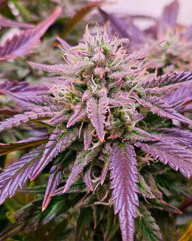 Куст Lemon Cherry Gelato Auto R3 от Ethos Genetics на 10 неделе