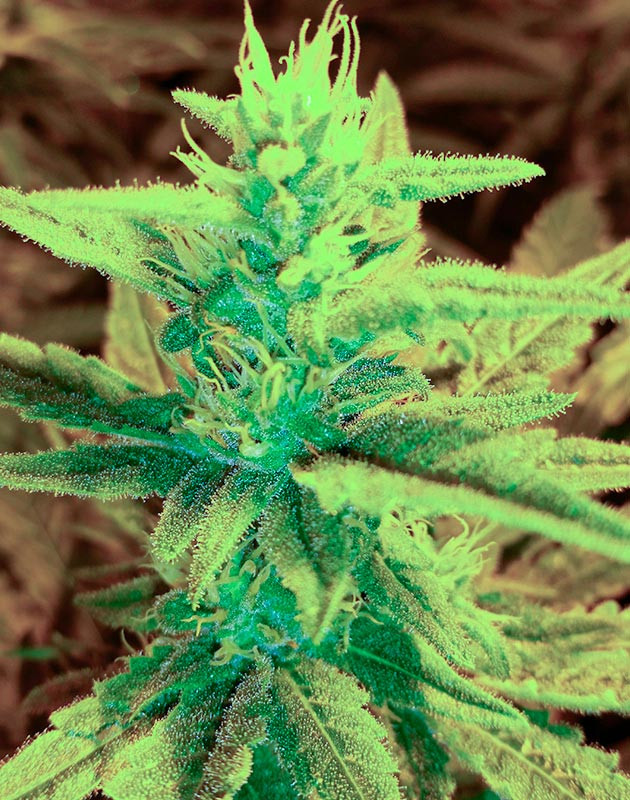 10 неделя выращивания Соцветие Gorilla Glue #4 на 10 неделе выращивания