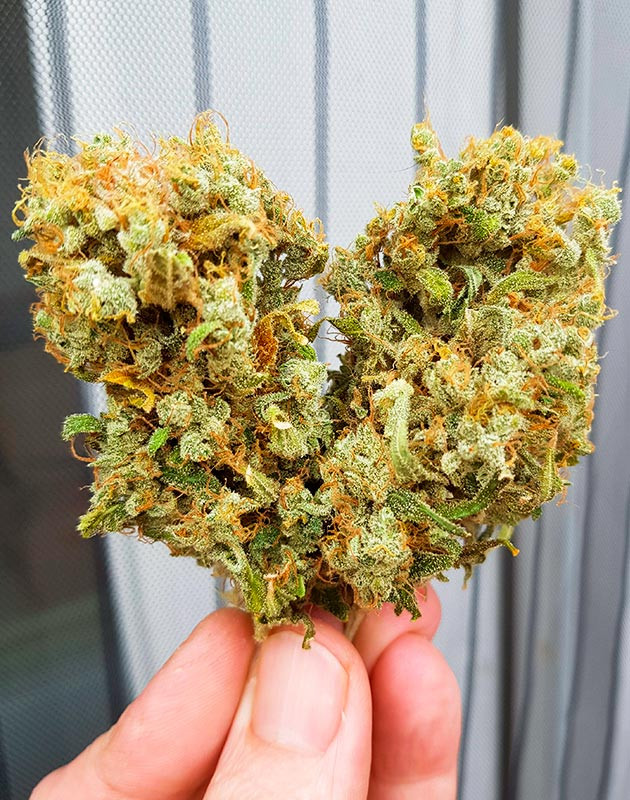 Впечатления от сорта Shiskaberry Итоги выращивания конопли Shiskaberry